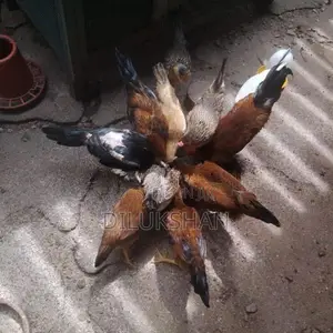 Country Hens
