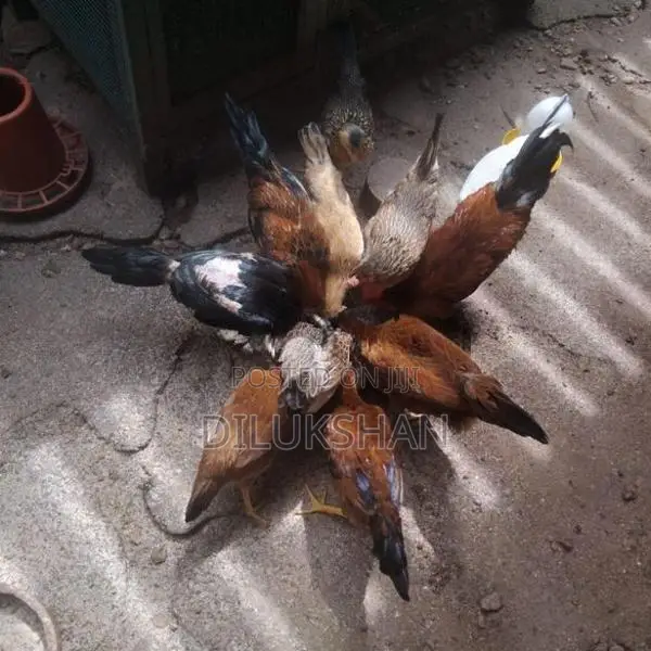 Country Hens