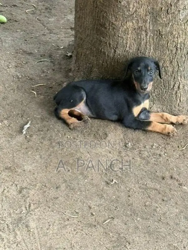 Doberman Dog
