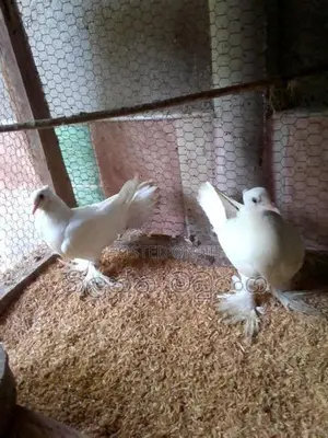 Pigeon