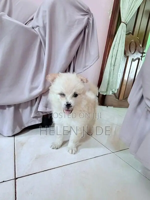 Adorable Pomeranian Puppies
