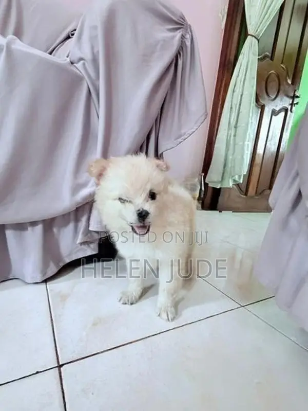 Adorable Pomeranian Puppies