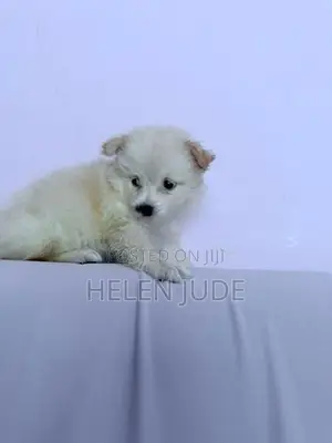 Adorable Pomeranian Puppies