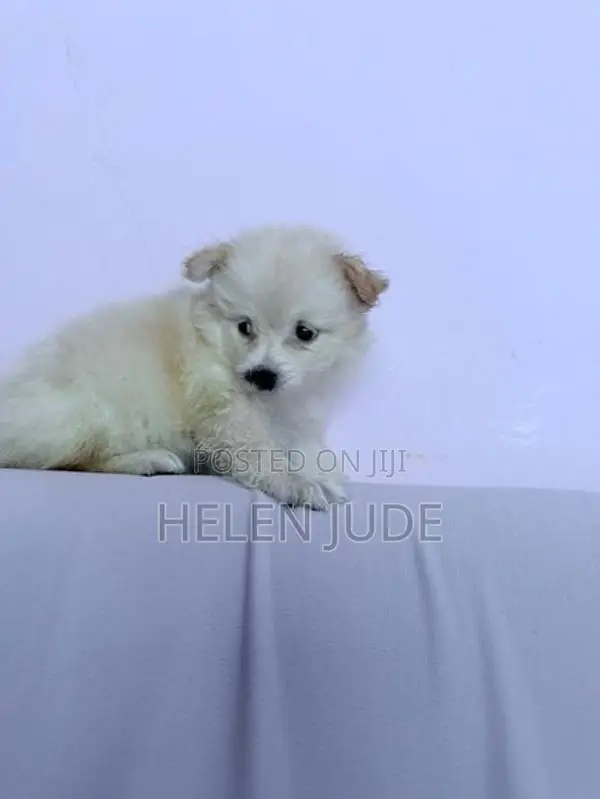 Adorable Pomeranian Puppies