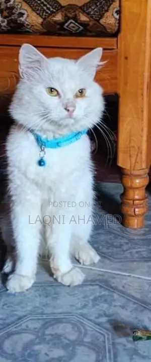 Male Persian Cat