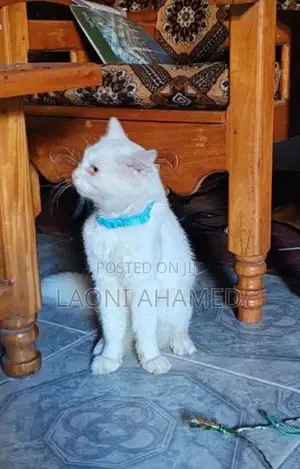 Male Persian Cat