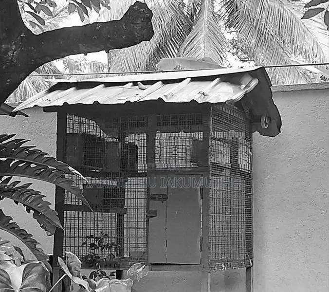 Pigeon Cage