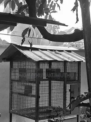 Pigeon Cage