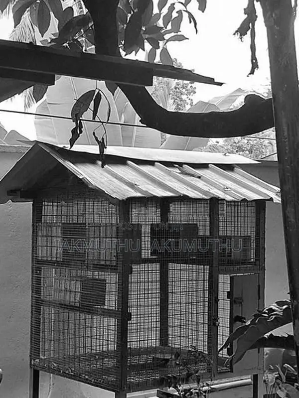 Pigeon Cage