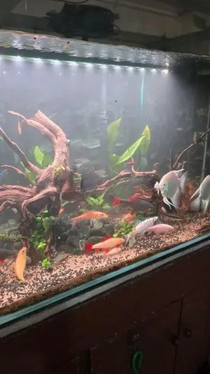 12 Mm Fish Tank Planted