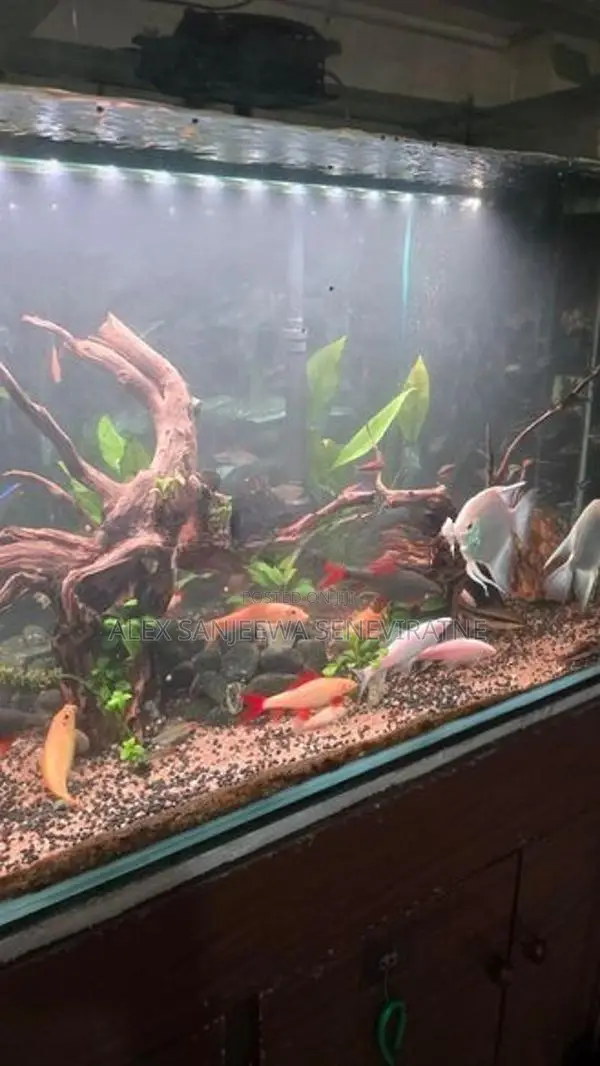 12 Mm Fish Tank Planted