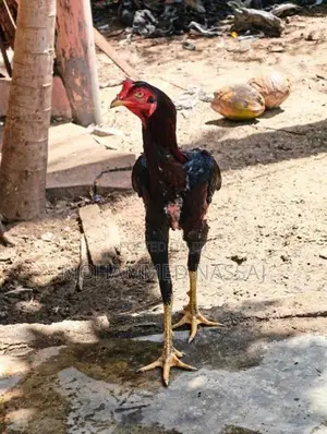 Rooster With Eggs - Poultry