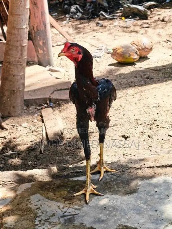 Rooster With Eggs - Poultry