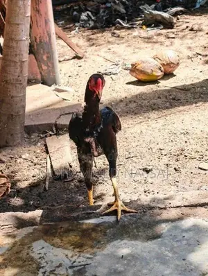 Rooster With Eggs - Poultry