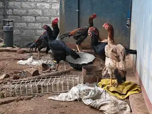 Rooster With Eggs - Poultry