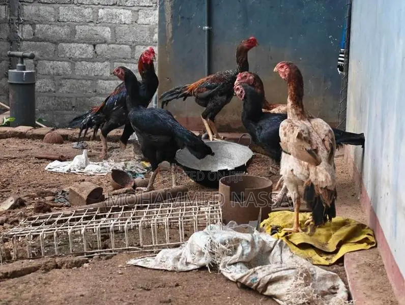 Rooster With Eggs - Poultry