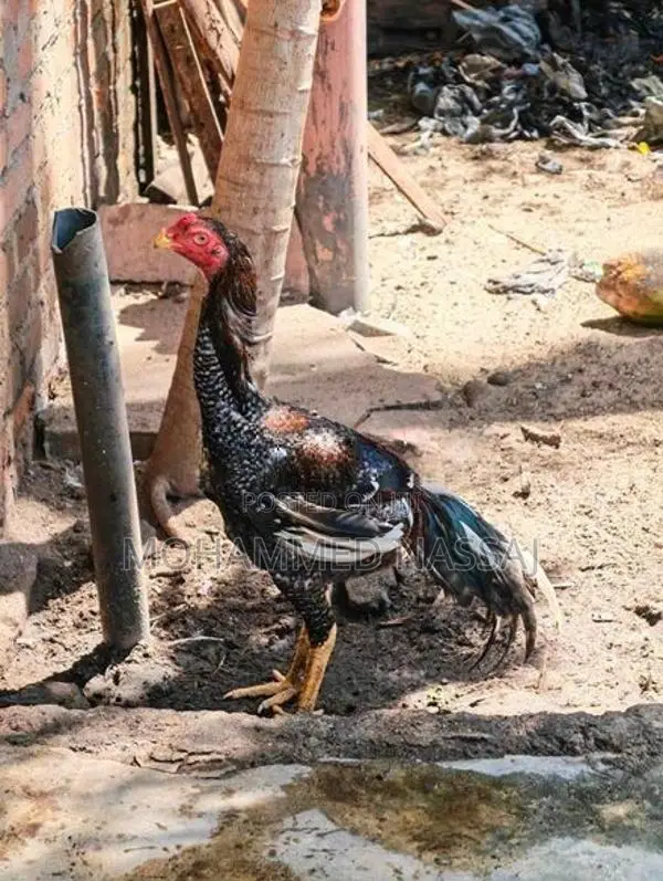 Rooster With Eggs - Poultry