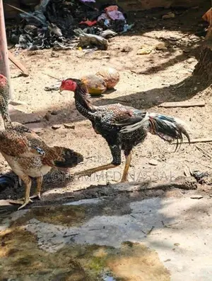 Rooster With Eggs - Poultry