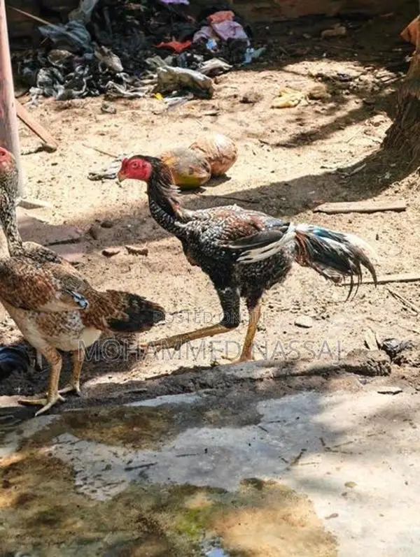 Rooster With Eggs - Poultry