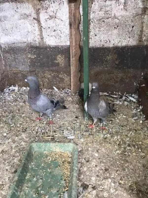 Pigeon