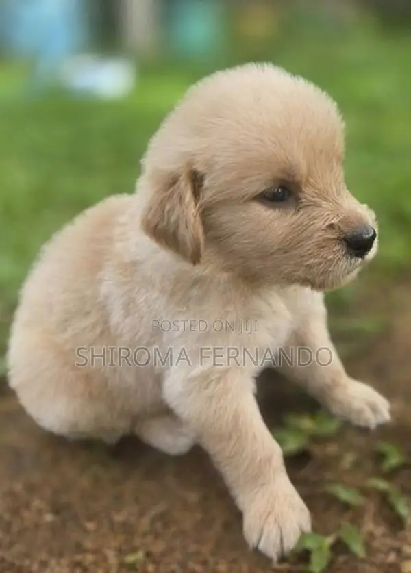 Golden Retriever Puppies