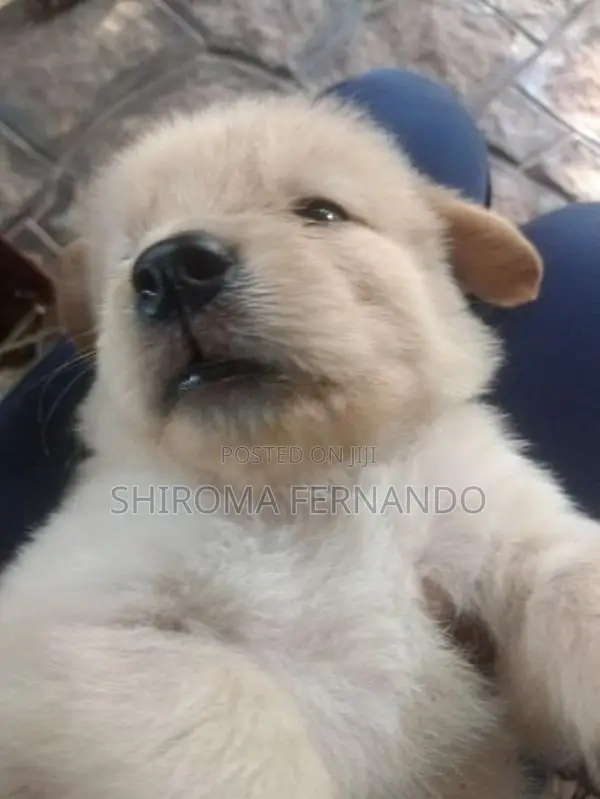 Golden Retriever Puppies