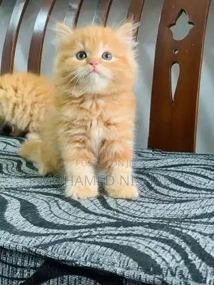 Persian Kittens