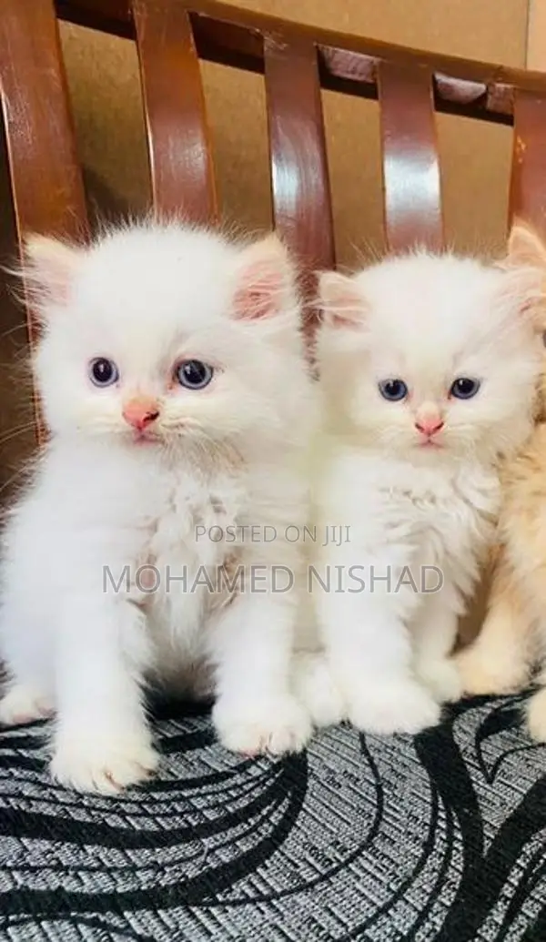 Persian Kittens