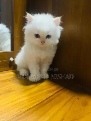 Persian Kittens