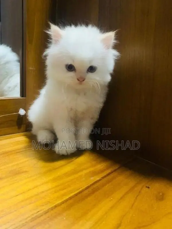 Persian Kittens