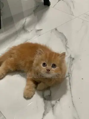Persian Kittens