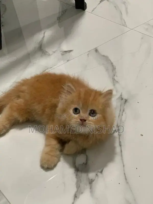 Persian Kittens