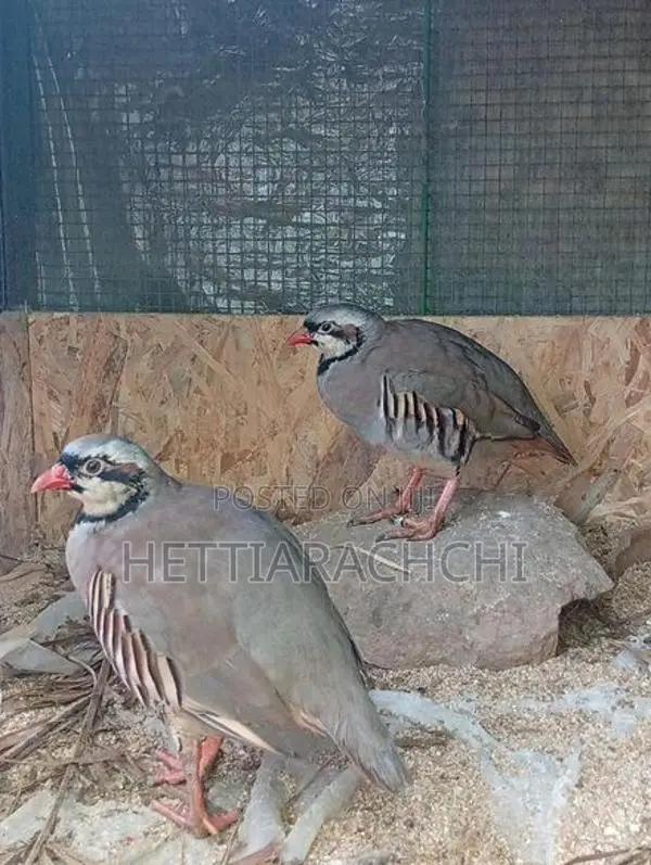 Chukar Partridge