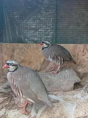 Chukar Partridge