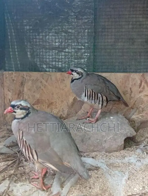 Chukar Partridge