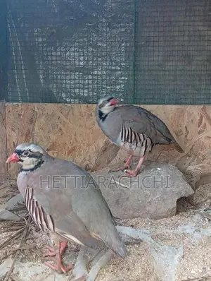 Chukar Partridge