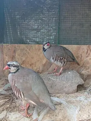 Chukar Partridge