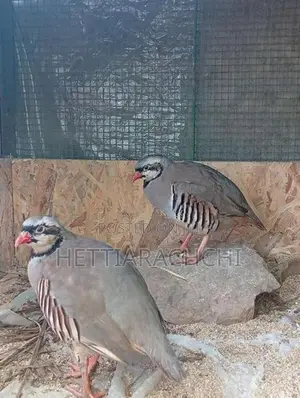 Chukar Partridge
