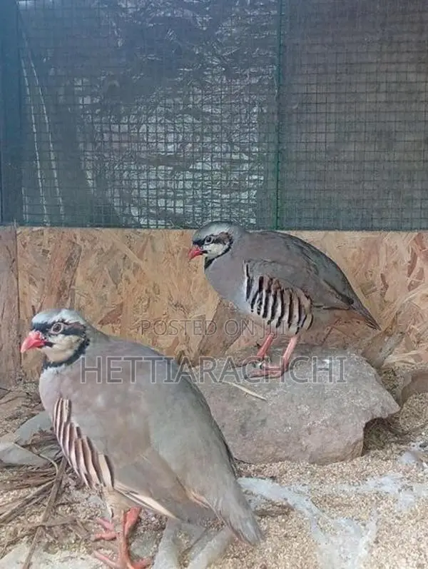 Chukar Partridge
