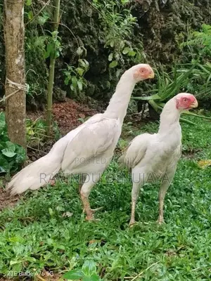 Parrot Beak Hens