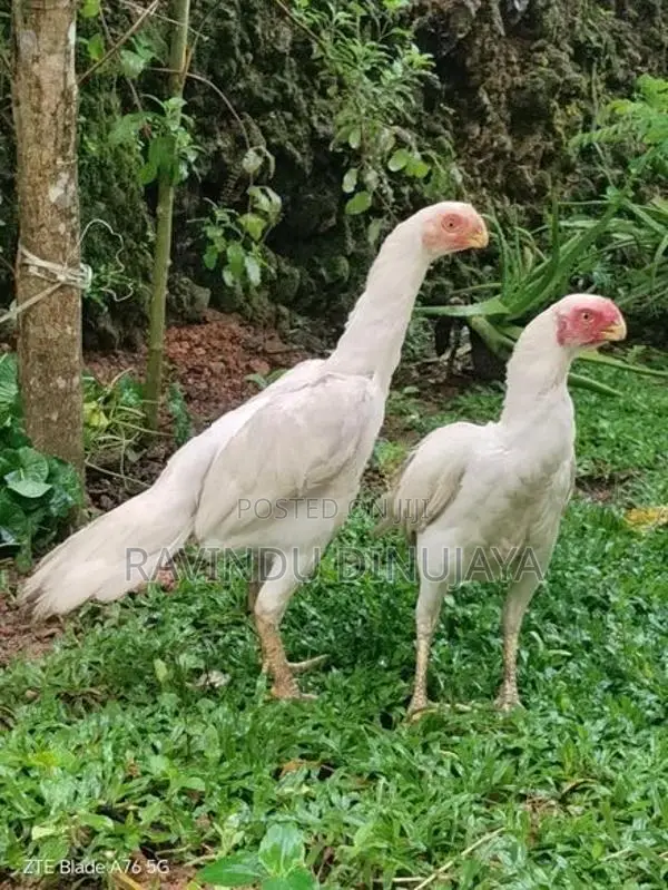 Parrot Beak Hens