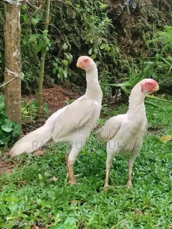Parrot Beak Hens