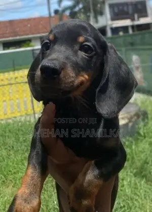 Daschund Puppies