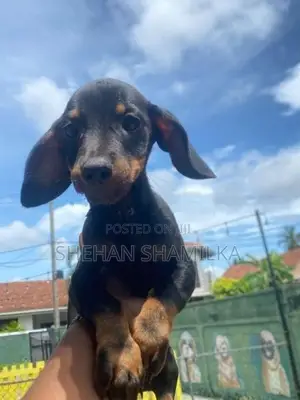 Daschund Puppies