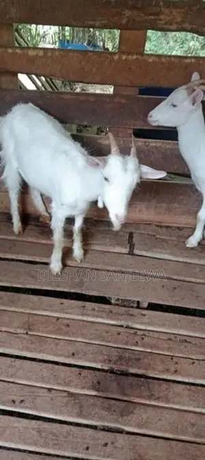 Farm Goats