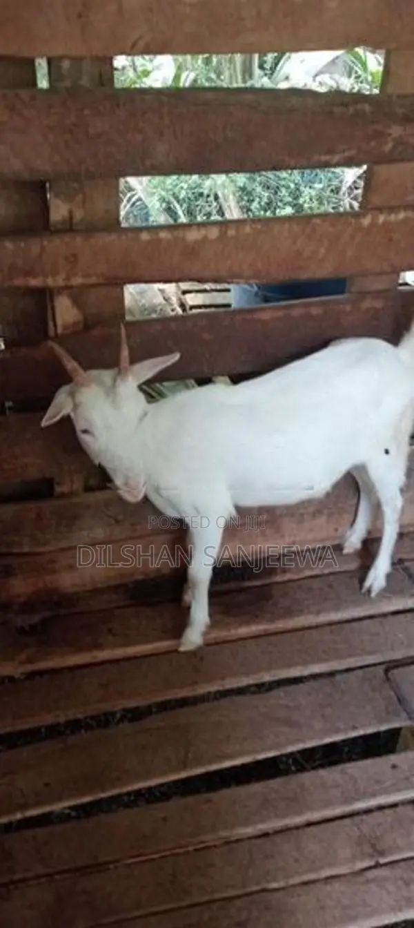 Farm Goats