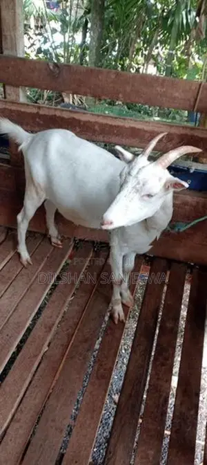 Farm Goats