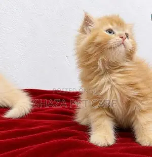 Persian Cat