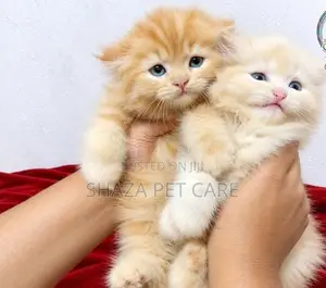 Persian Cat