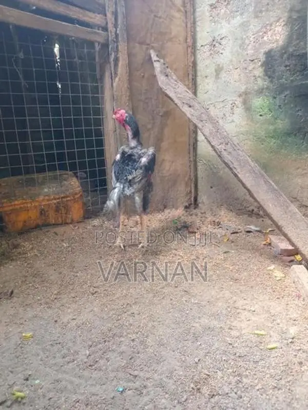 Velladiyan Rooster